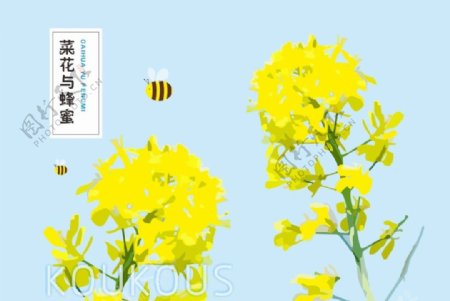 蜂蜜与油菜花矢量图片