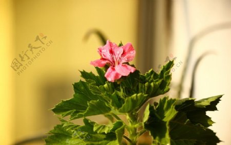 一朵小花的特写图片