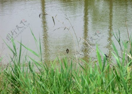 燕子栖于水上枝条图片