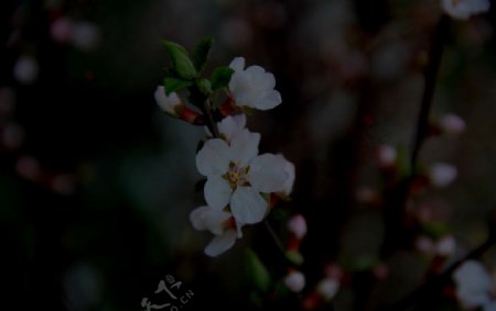 樱桃树开花图片
