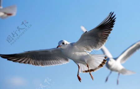 海鸥的滑翔图片