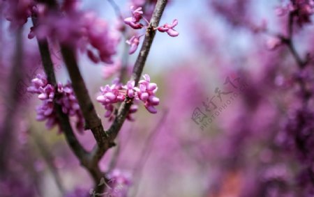 春天紫荆花开图片