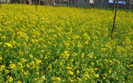 油菜花田图片