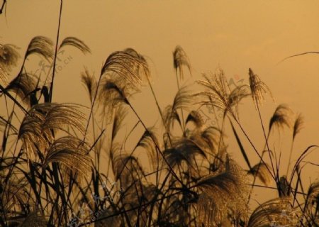 夕阳中的芦苇图片