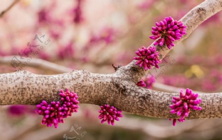 紫藤树干图片