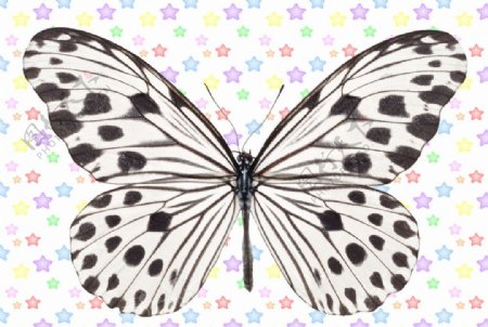 白色底黑色斑点蝴蝶图片