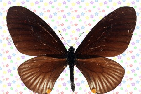 褐色的弄蝶图片