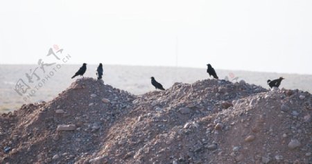 沙堆上的乌鸦图片