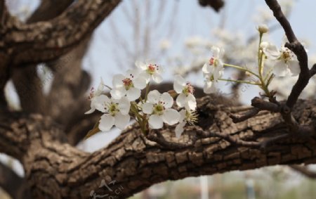 梨花图片