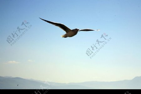 展翅高飞的海鸥图片
