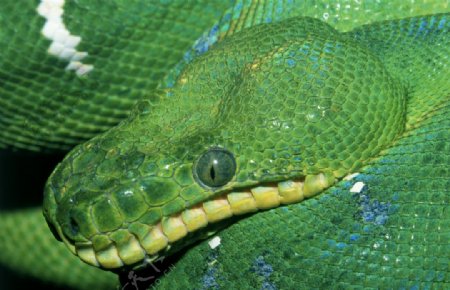 绿蛇图片