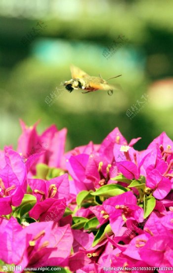 蜜蜂采花忙图片