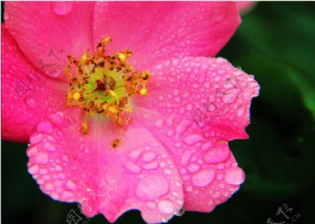 月季玫瑰rose图片
