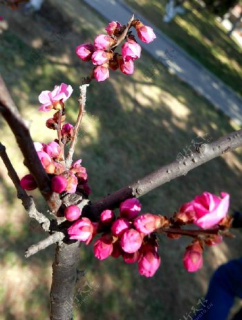 梅花图片