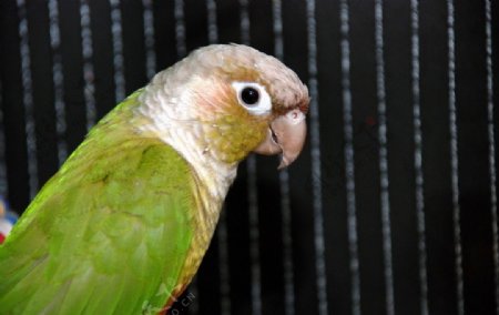 绿颊鹦鹉图片