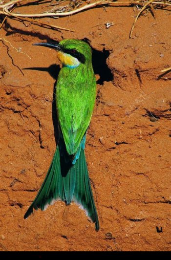 泥中绿鸟图片