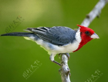 漂亮的红头小鸟图片
