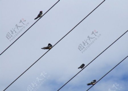 电线上排列的燕子图片