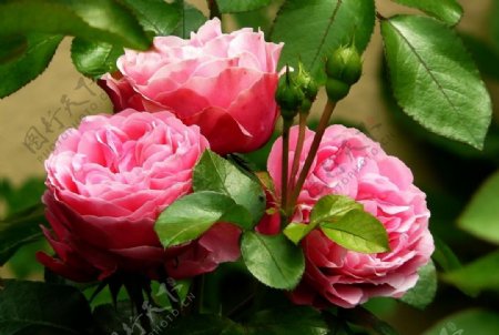 三朵粉红玫瑰绿叶争妍图片