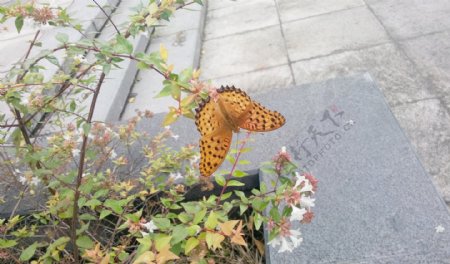 金黄斑点蝶图片