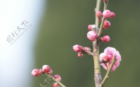 粉红梅花图片