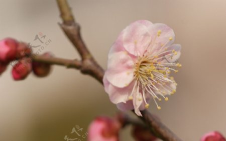 粉红梅花图片