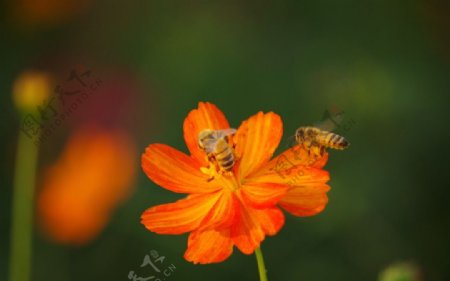 蜜蜂劳作图片