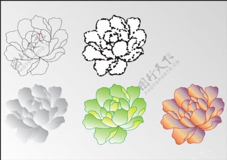 牡丹花纹样传统花朵纹图片