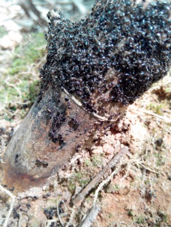 蚂蚁黑色竹子图片