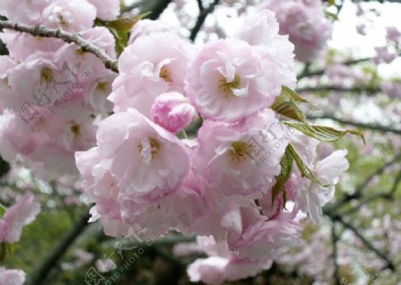 日本樱花摄影图片