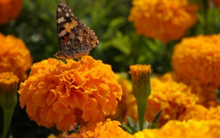 蝴蝶与万寿菊图片