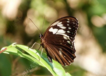 白斑眼蝶图片