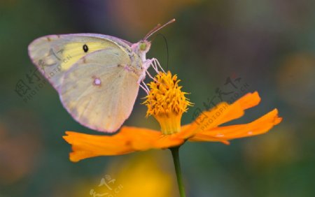 彩蝶恋花蕊图片