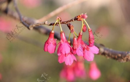 永福樱花图片