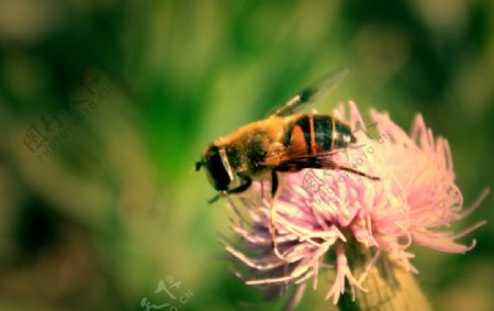 蜜蜂特写蜜蜂采蜜图片