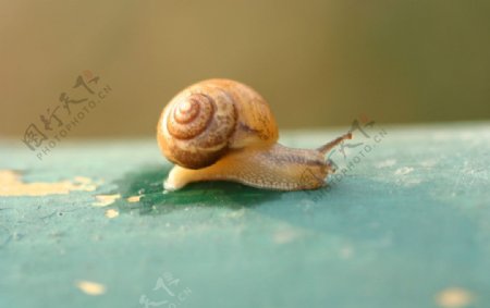 攀爬的蜗牛图片
