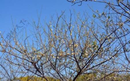 梅花树图片
