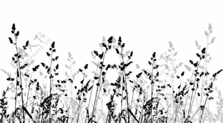 小草植物图案花图片