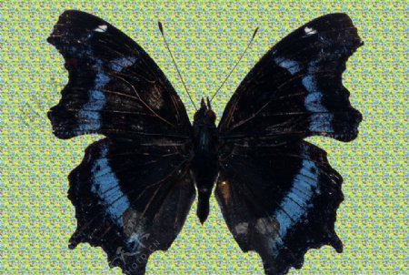 荧光黑蝴蝶图片