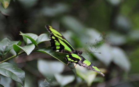 绿花蝶占枝图片