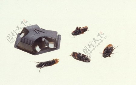 蟑螂图片