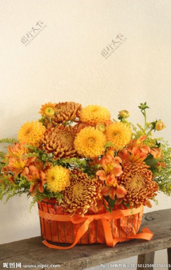 橙红菊花图片
