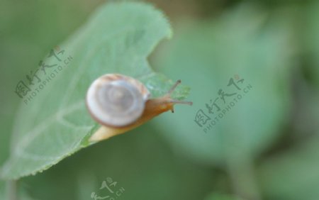 蜗牛昆虫图片