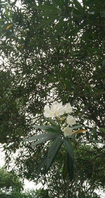 树上的小白花图片