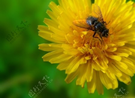蜜蜂昆虫图片