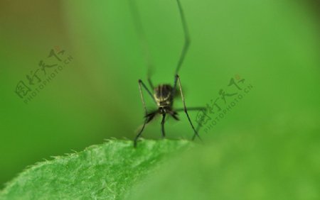 微距蚊子图片