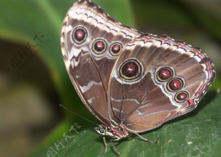 蝴蝶昆虫图片