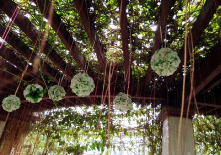 吊顶装饰植物华南植物园图片