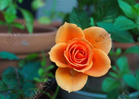 橙色玫瑰花图片