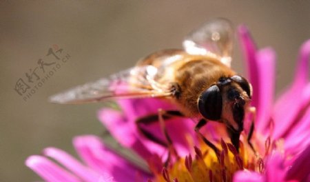 花瓣采蜜蜜蜂图片